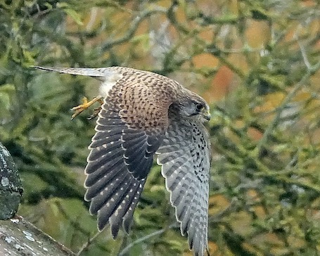 kestrel